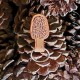 Leather Morel Mushroom Keychain